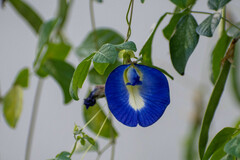 Clitoria ternatea