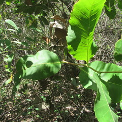 Curatella americana