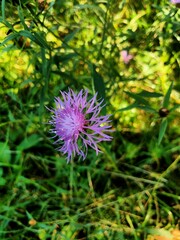 Centaurea jacea