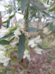 Chamaecytisus prolifer