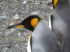 Aptenodytes patagonicus