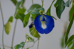 Clitoria ternatea