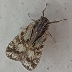 Bothriocera