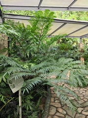 Angiopteris fokiensis