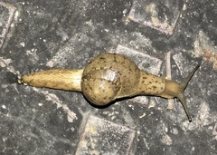 Megaustenia imperator