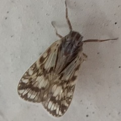 Bothriocera