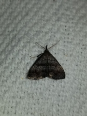 Phalaenostola larentioides