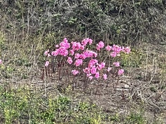 Amaryllis belladonna