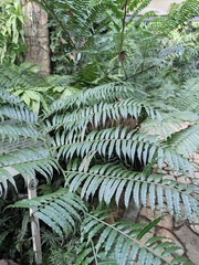 Angiopteris fokiensis