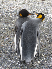 Aptenodytes patagonicus