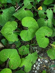 Asarum canadense