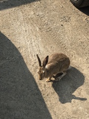 Lepus townsendii