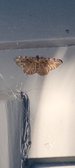 Rheumaptera meadii