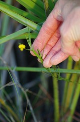 Stylosanthes biflora
