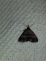 Phalaenostola larentioides