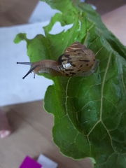 Acusta