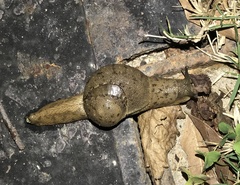 Megaustenia imperator