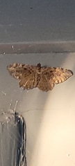 Rheumaptera meadii