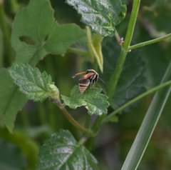 Brachygastra mellifica