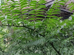 Angiopteris fokiensis