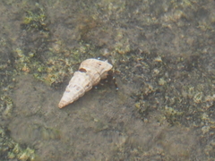 Cerithideopsis californica
