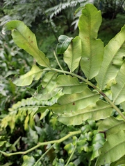 Angiopteris fokiensis