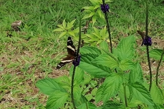 Anartia fatima