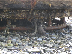 Cinclodes patagonicus