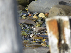 Cinclodes patagonicus