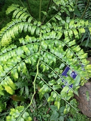 Angiopteris fokiensis