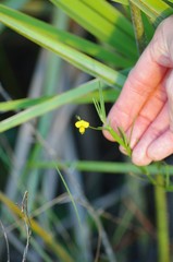 Stylosanthes biflora