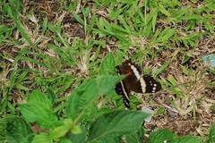 Anartia fatima