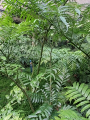 Angiopteris fokiensis