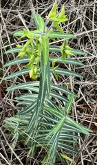 Euphorbia lathyris