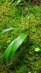 Anticlea occidentalis