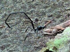 Pelecinus polyturator