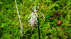 Anticlea occidentalis