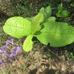 Petrea rugosa