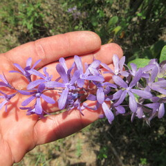 Petrea rugosa