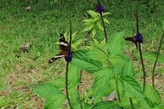 Anartia fatima
