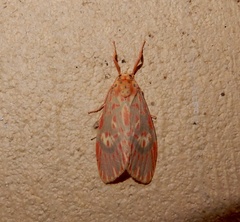 Ammatho cuneonotatus