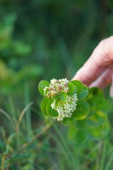 Asclepias tomentosa