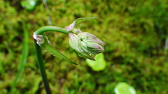 Anticlea occidentalis