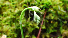 Anticlea occidentalis