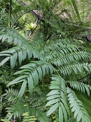 Angiopteris fokiensis