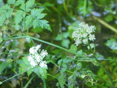 Oenanthe sarmentosa