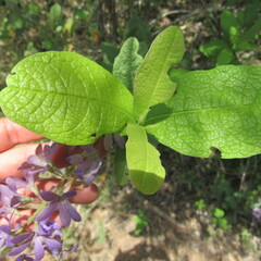 Petrea rugosa