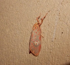 Ammatho cuneonotatus