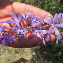 Petrea rugosa