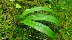 Anticlea occidentalis